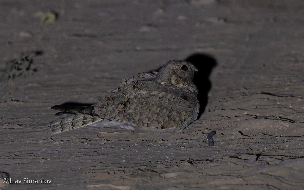 Egyptian Nightjar - ML644469227