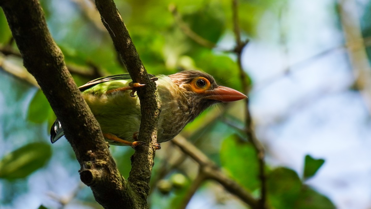 Brown-headed Barbet - ML644469229