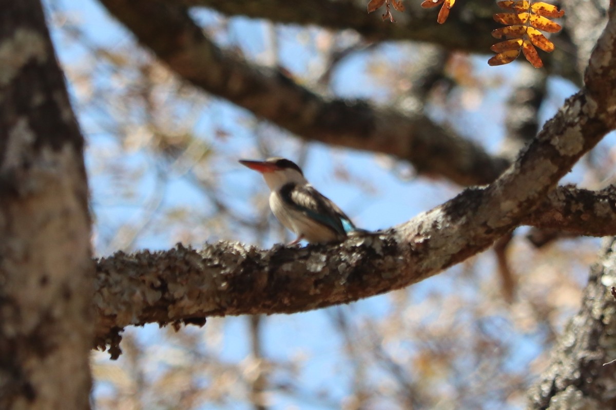 Striped Kingfisher - ML644469235