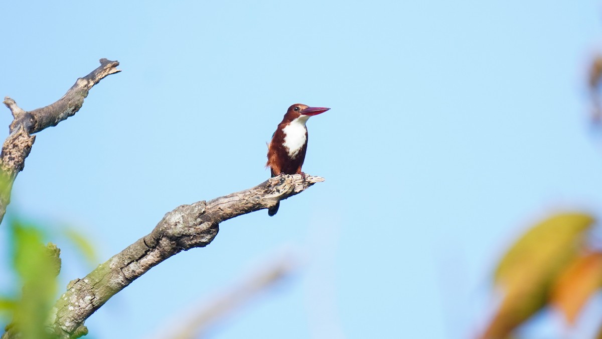 White-throated Kingfisher - ML644469239