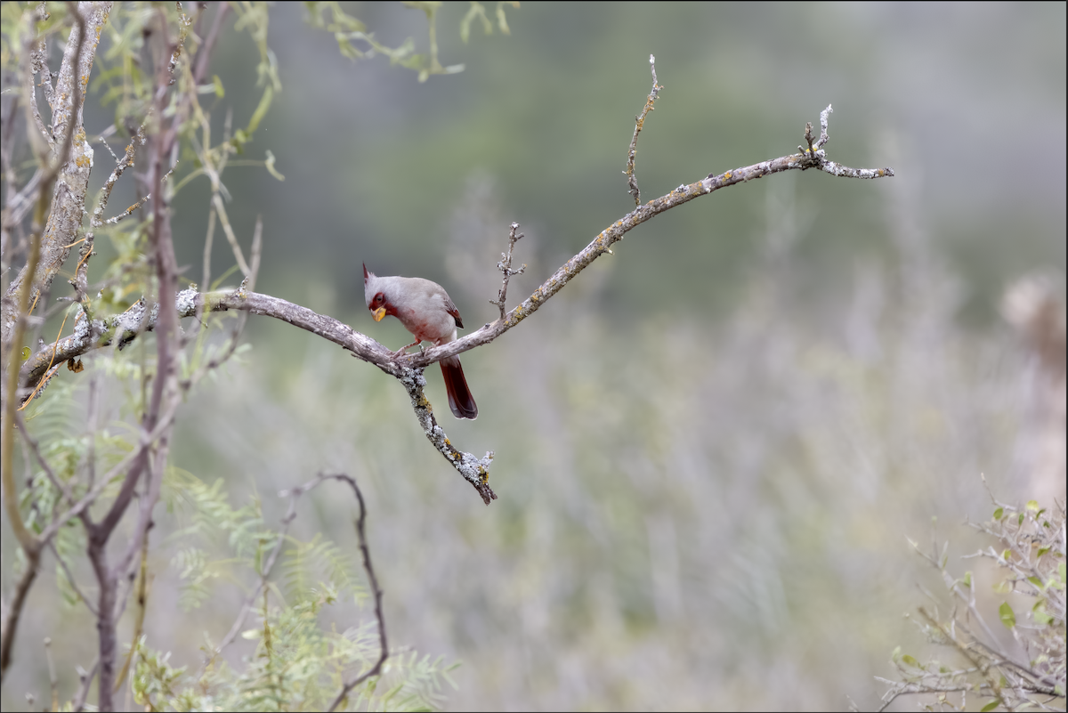Pyrrhuloxia - ML644469253