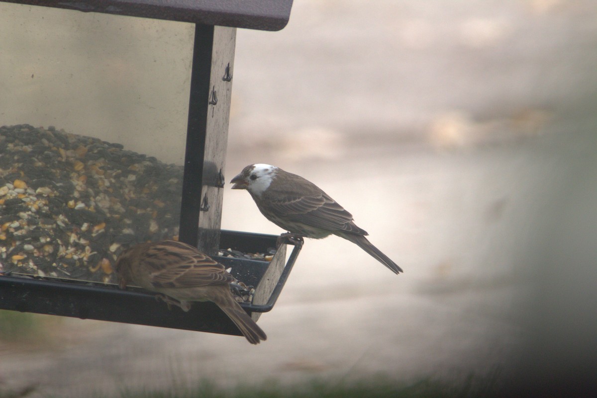 House Finch - ML644469254