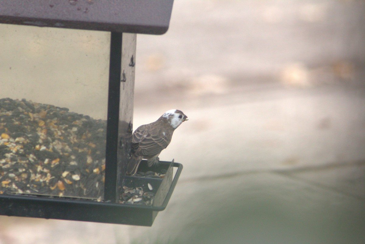 House Finch - ML644469255