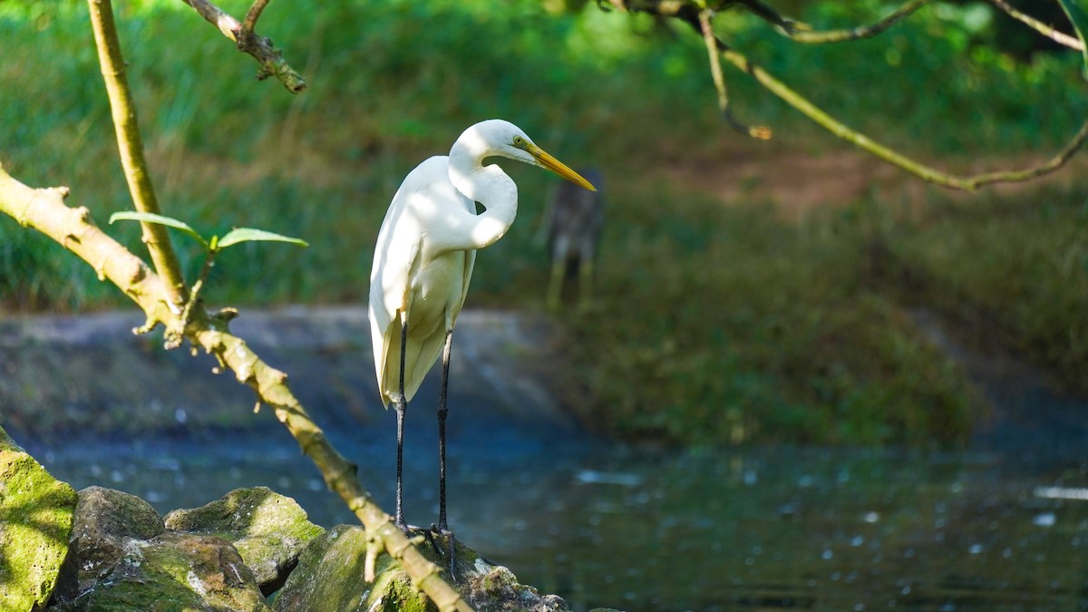 Great Egret - ML644469260