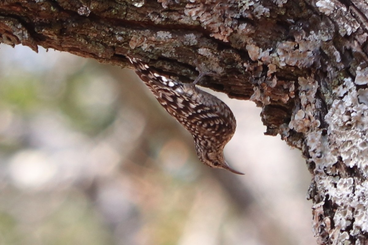 African Spotted Creeper - ML644469265