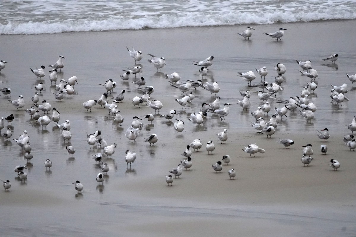 Sandwich Tern - ML644469269