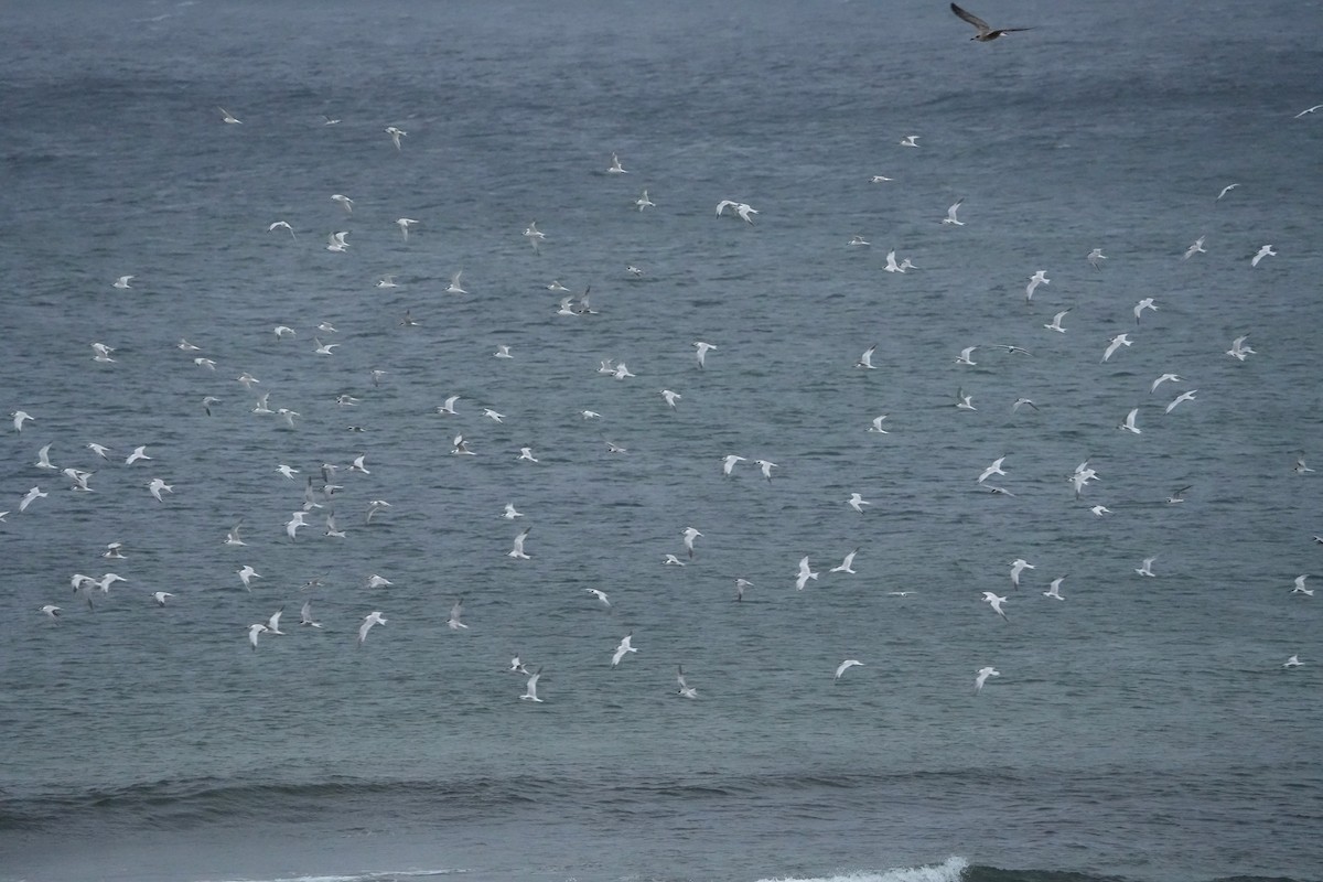 Sandwich Tern - ML644469270