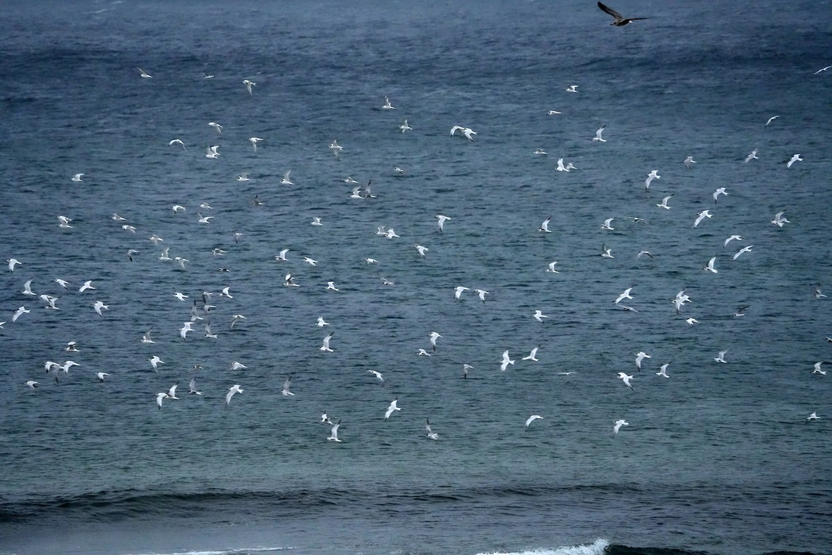 Sandwich Tern - ML644469272