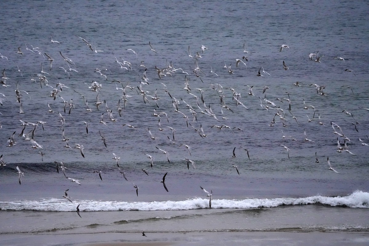 Sandwich Tern - ML644469273