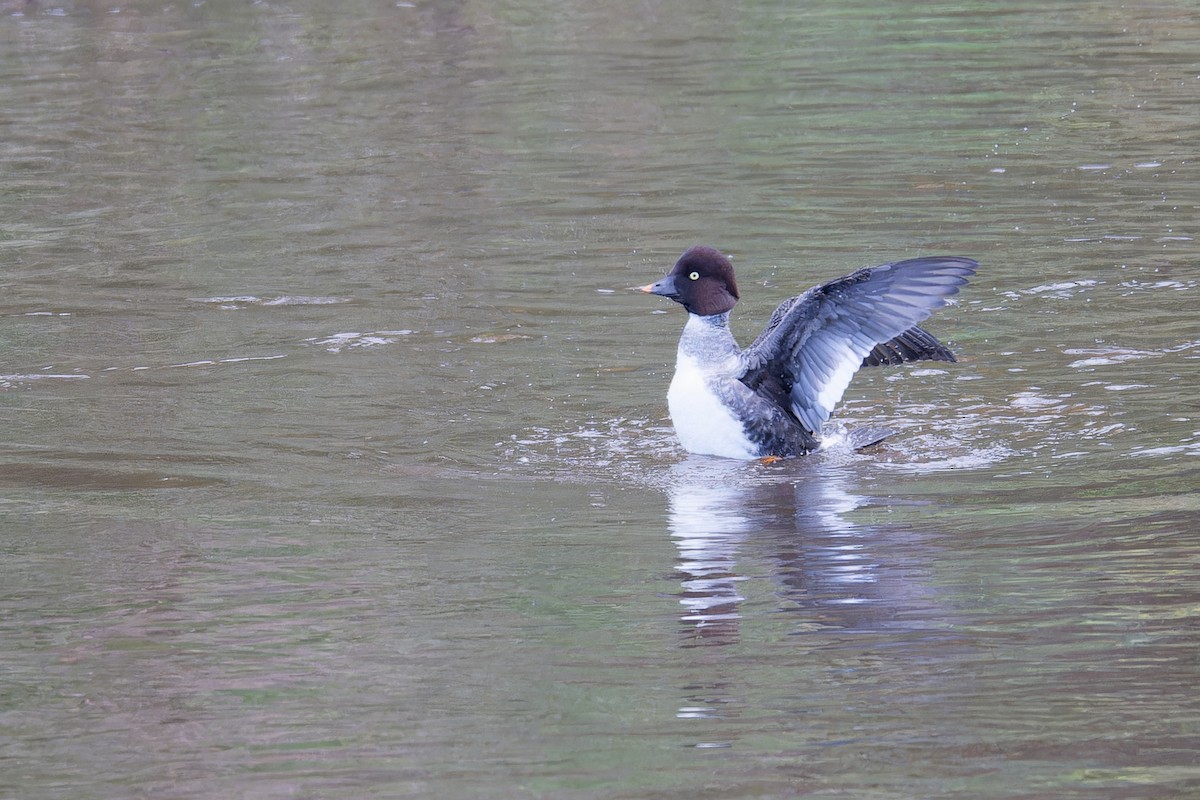 Common Goldeneye - ML644469275