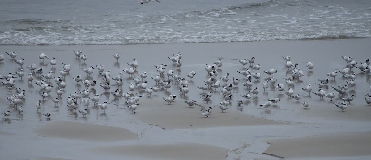 Sandwich Tern - ML644469277