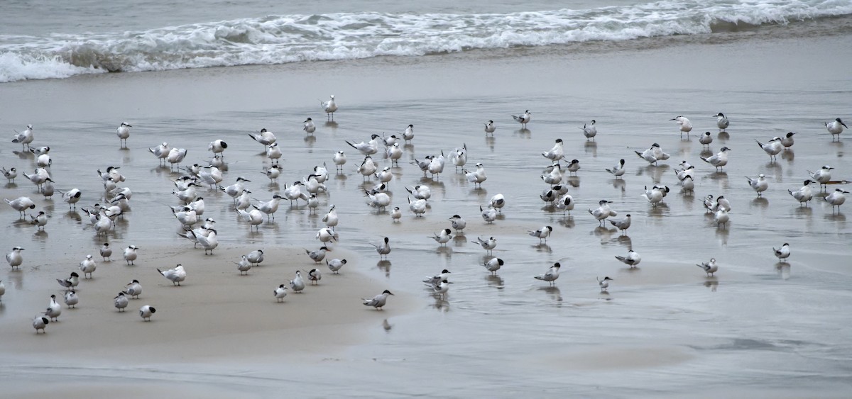 Sandwich Tern - ML644469278
