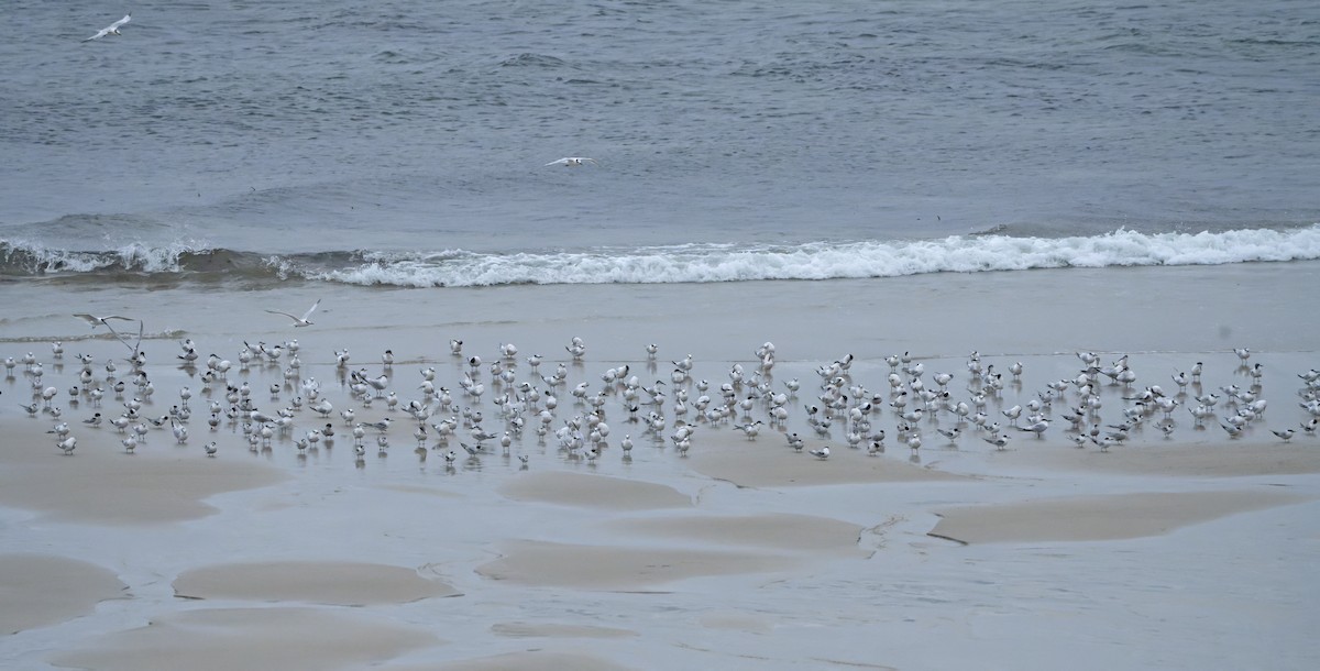 Sandwich Tern - ML644469279