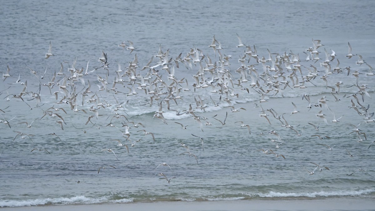 Sandwich Tern - ML644469281