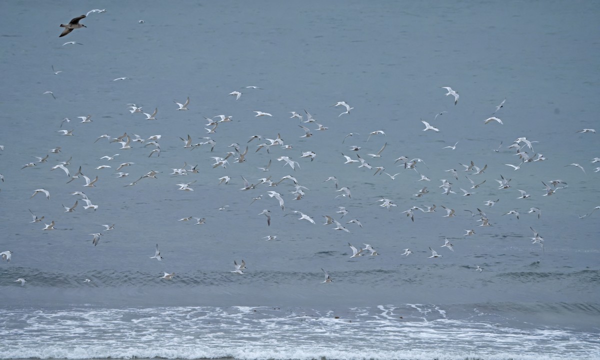 Sandwich Tern - ML644469282