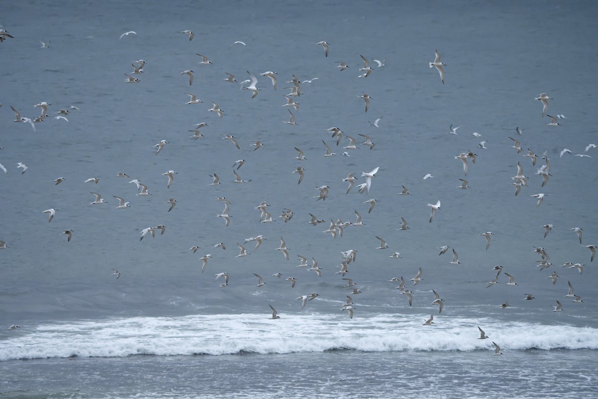 Sandwich Tern - ML644469283