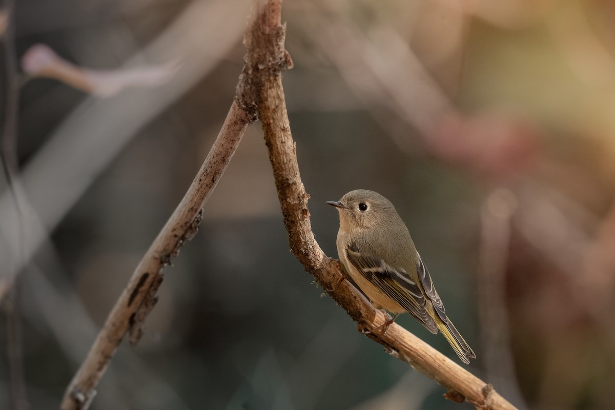Ruby-crowned Kinglet - ML644469285