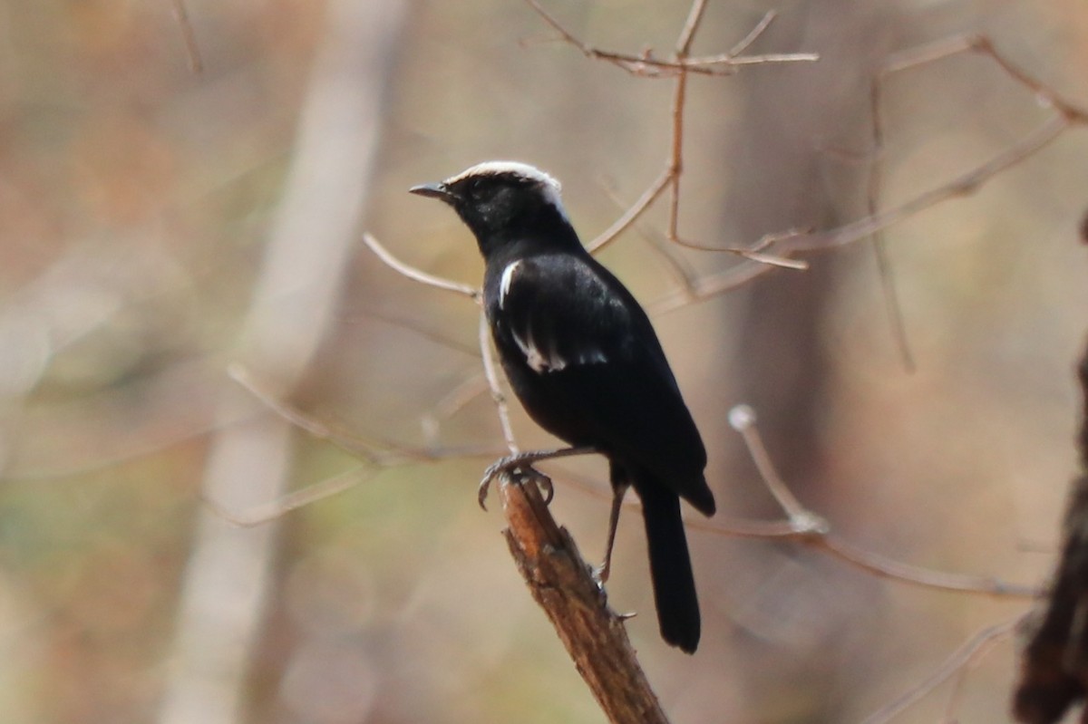 Arnot's Chat - ML644469295