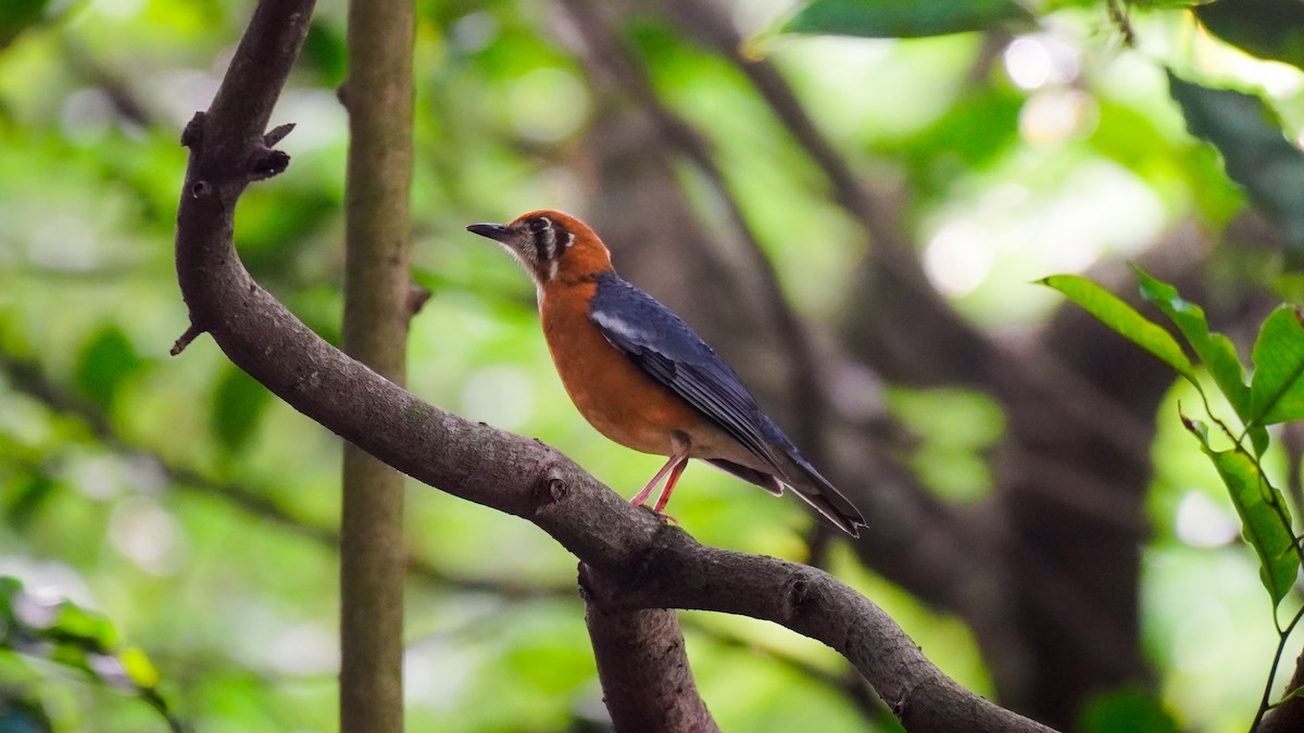Orange-headed Thrush - ML644469296
