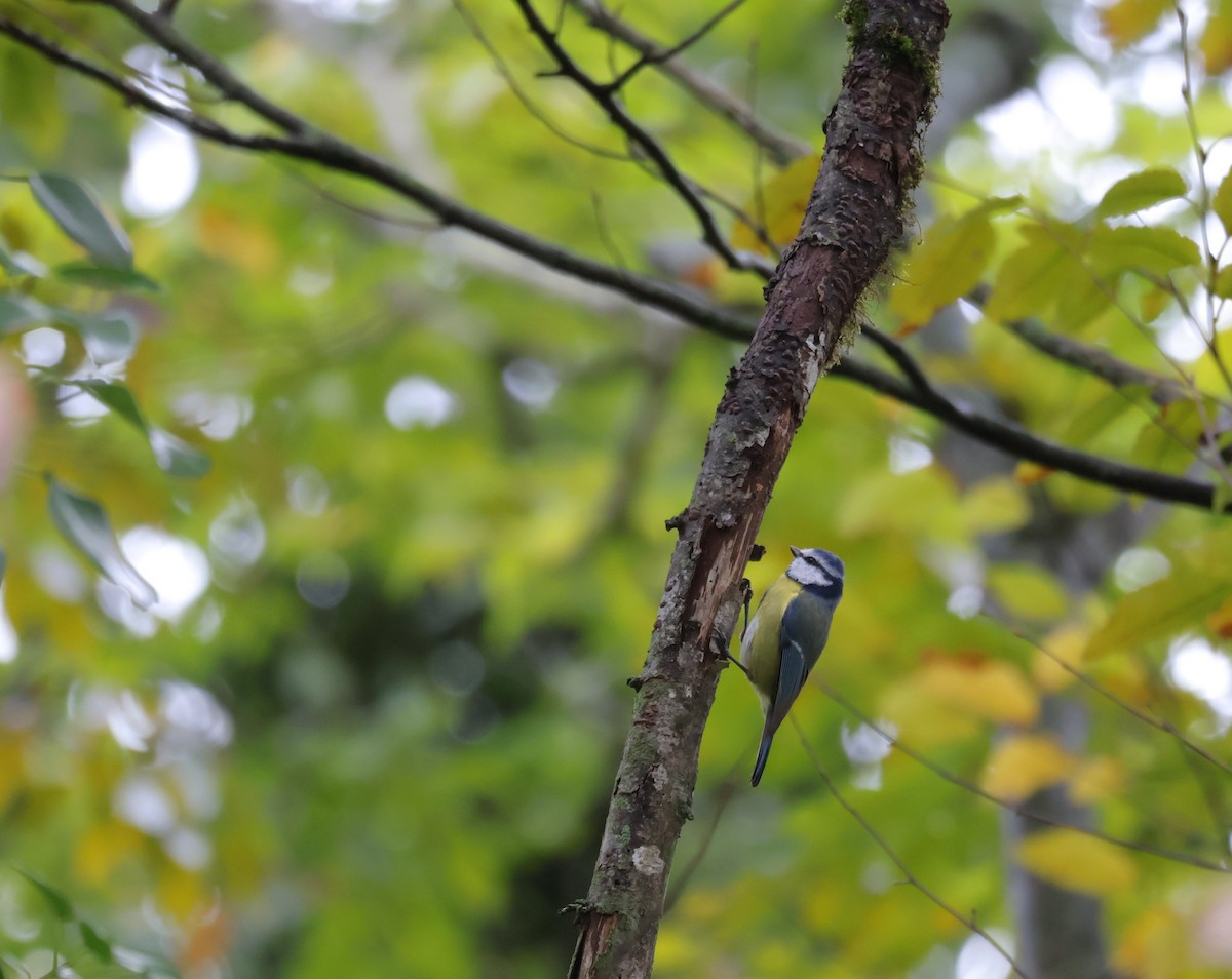 Eurasian Blue Tit - ML644469300