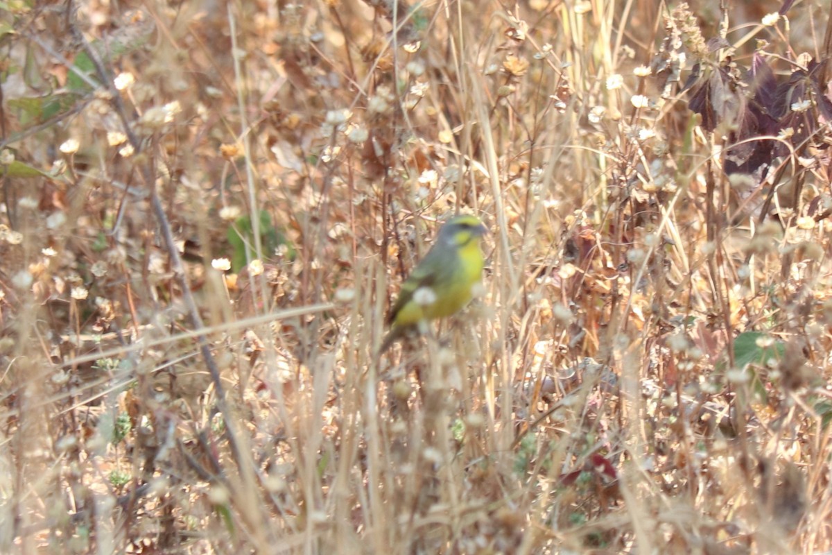 キマユカナリア - ML644469305