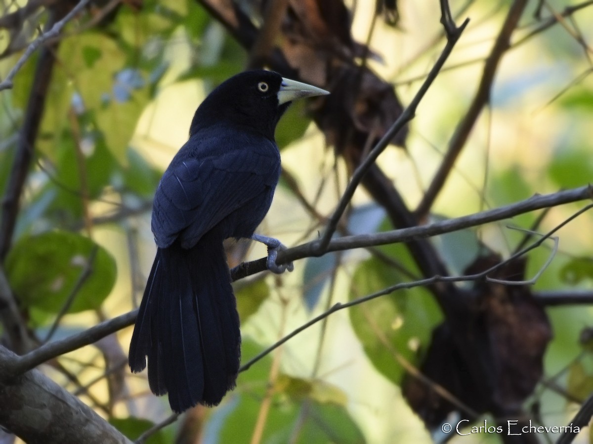 Yellow-billed Cacique - ML64446931