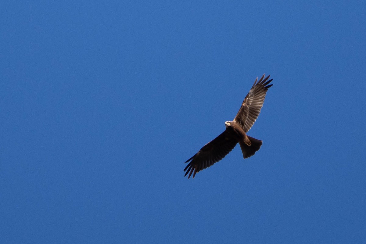 Western Marsh Harrier - ML644469313
