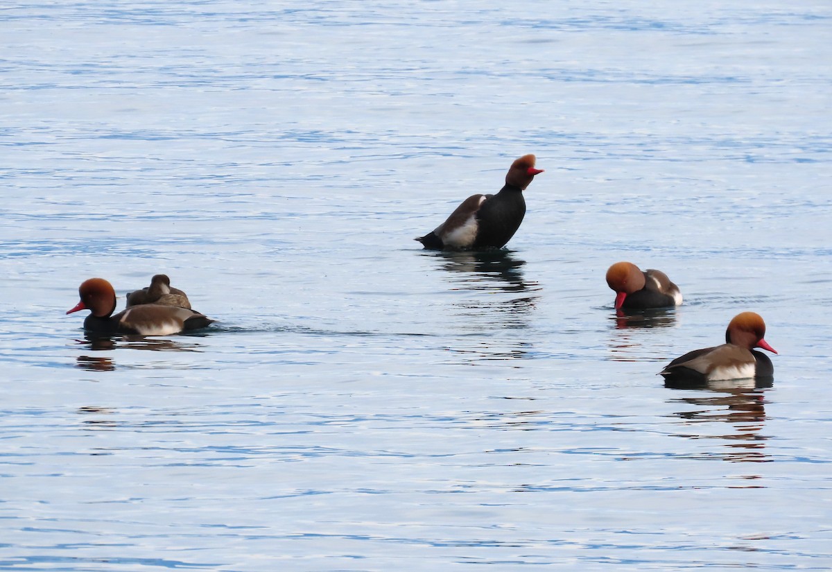 zrzohlávka rudozobá - ML644469319