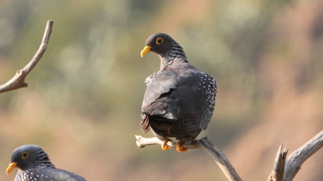 Pigeon rameron - ML644469331