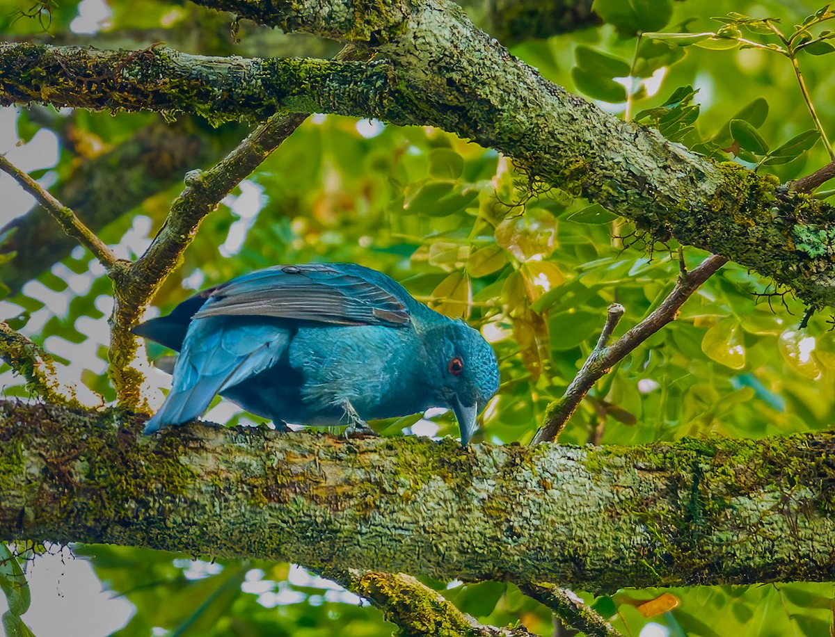 Asian Fairy-bluebird - ML644469332
