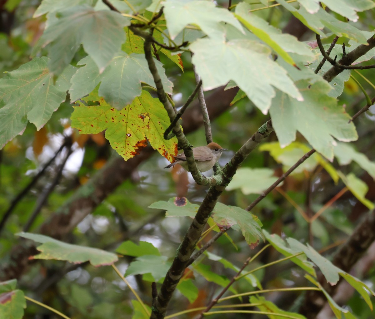 Eurasian Blackcap - ML644469336