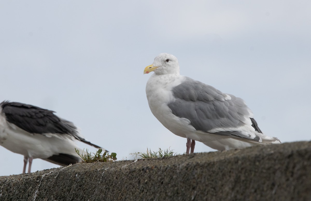 Серокрылая чайка - ML644469340