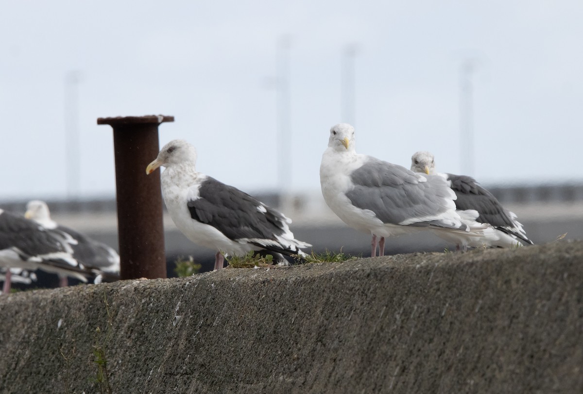 Серокрылая чайка - ML644469346