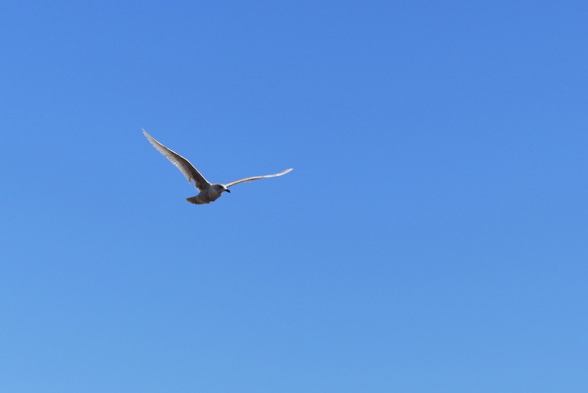 Серокрылая чайка - ML644469347