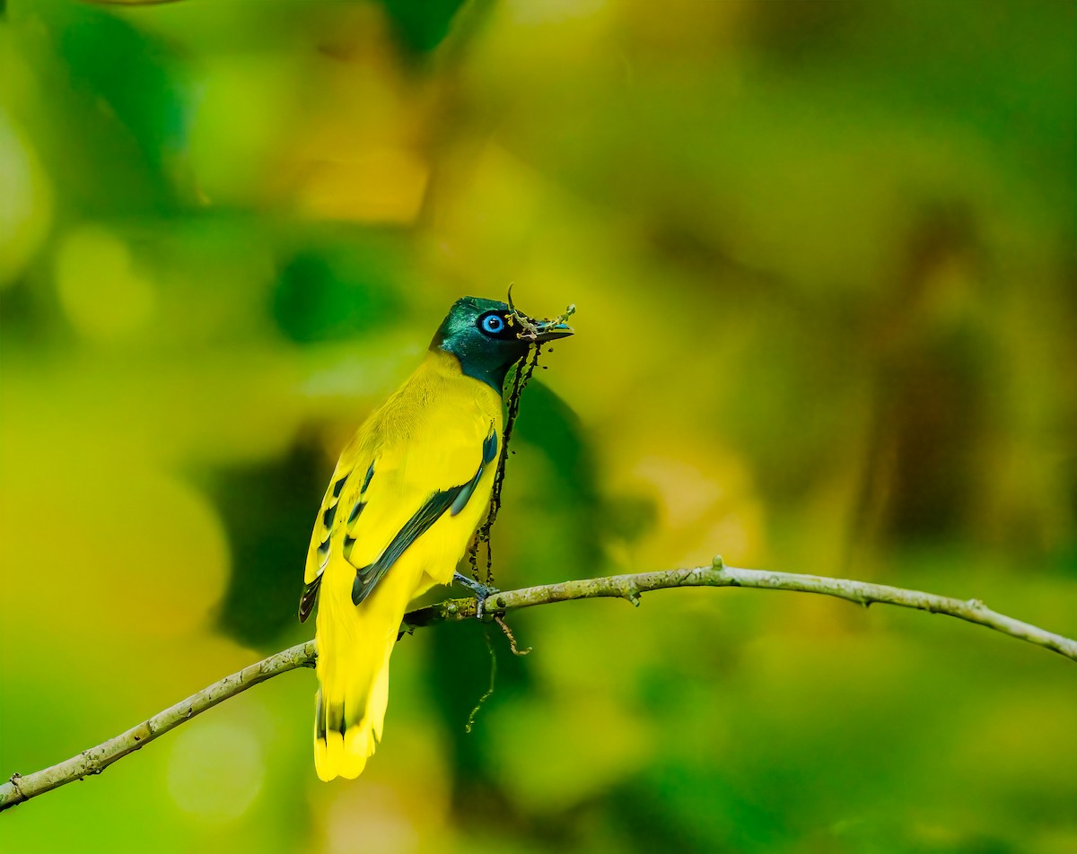 Black-headed Bulbul - ML644469354