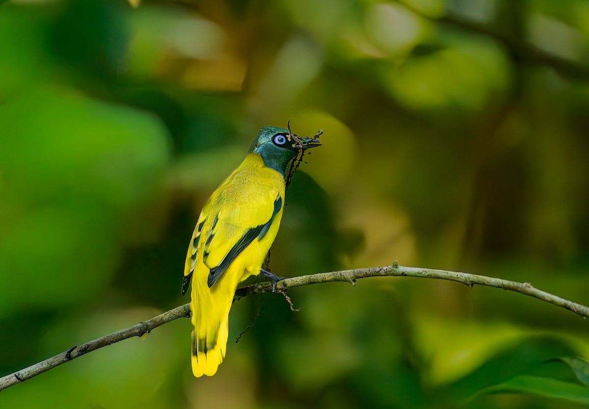 Black-headed Bulbul - ML644469355
