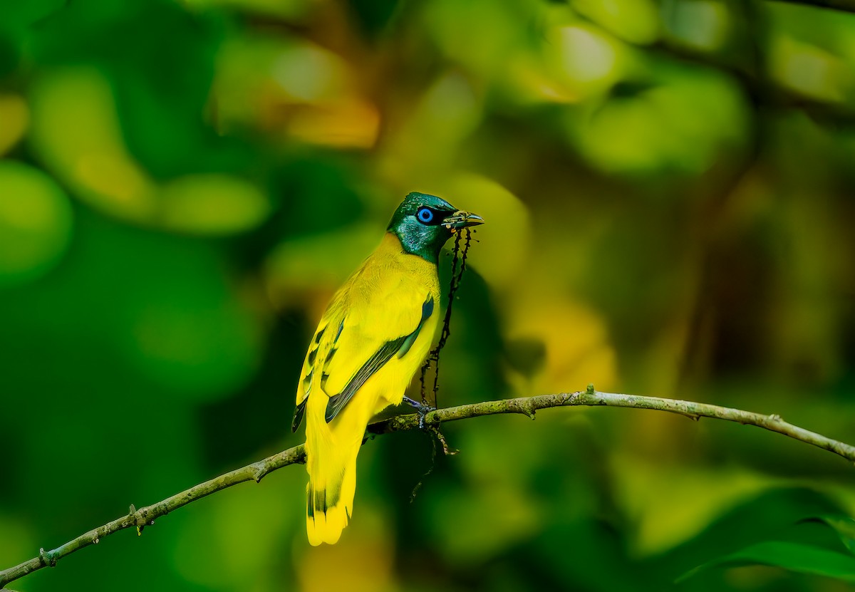 Black-headed Bulbul - ML644469356