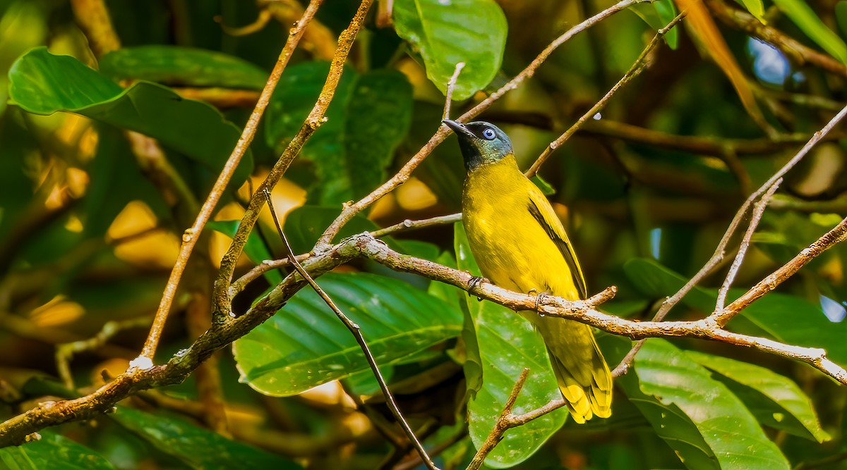 Black-headed Bulbul - ML644469357