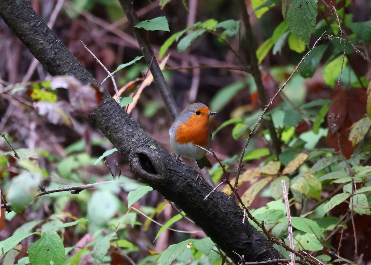 European Robin - ML644469365