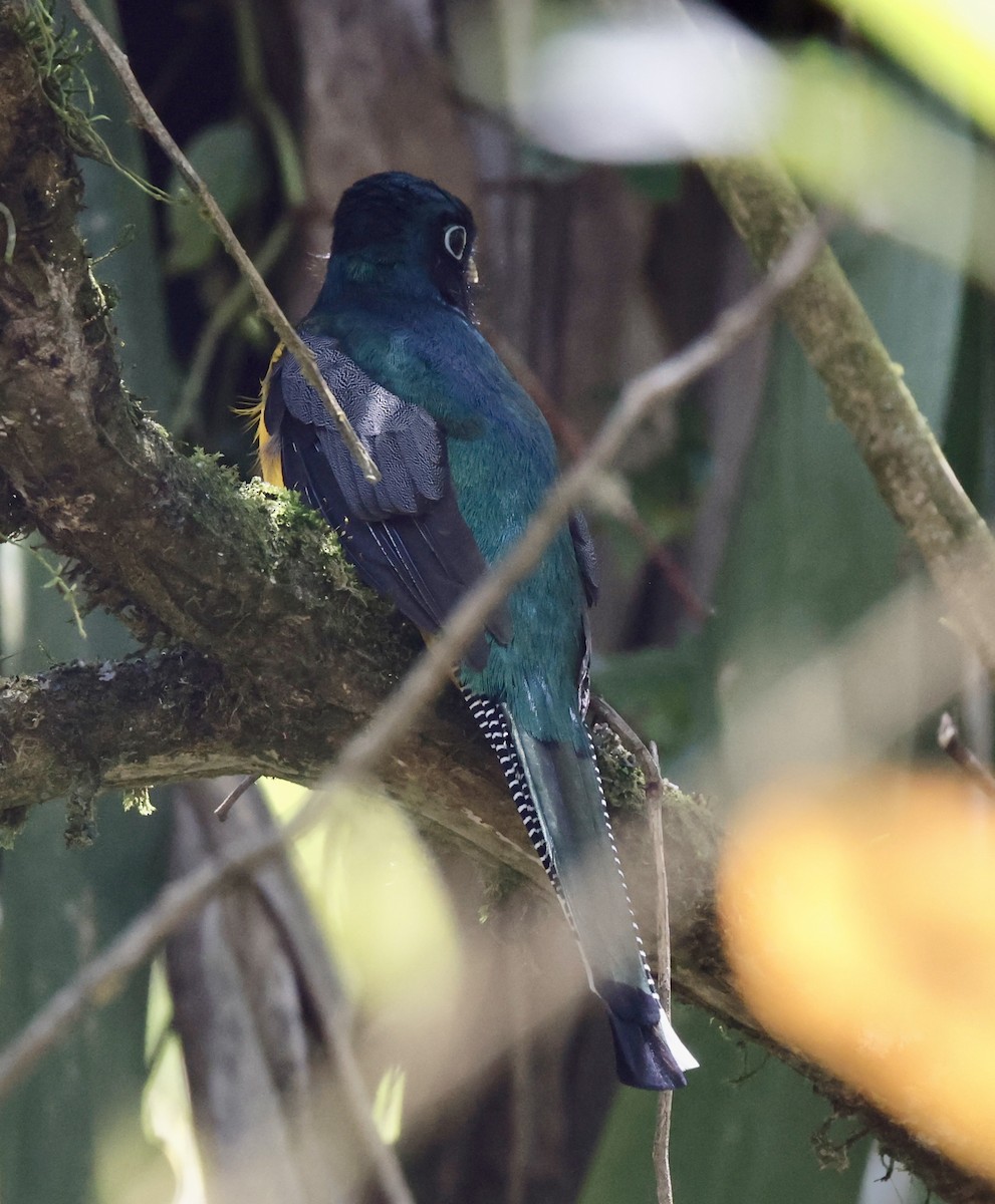 Atlantic Black-throated Trogon - ML644469377