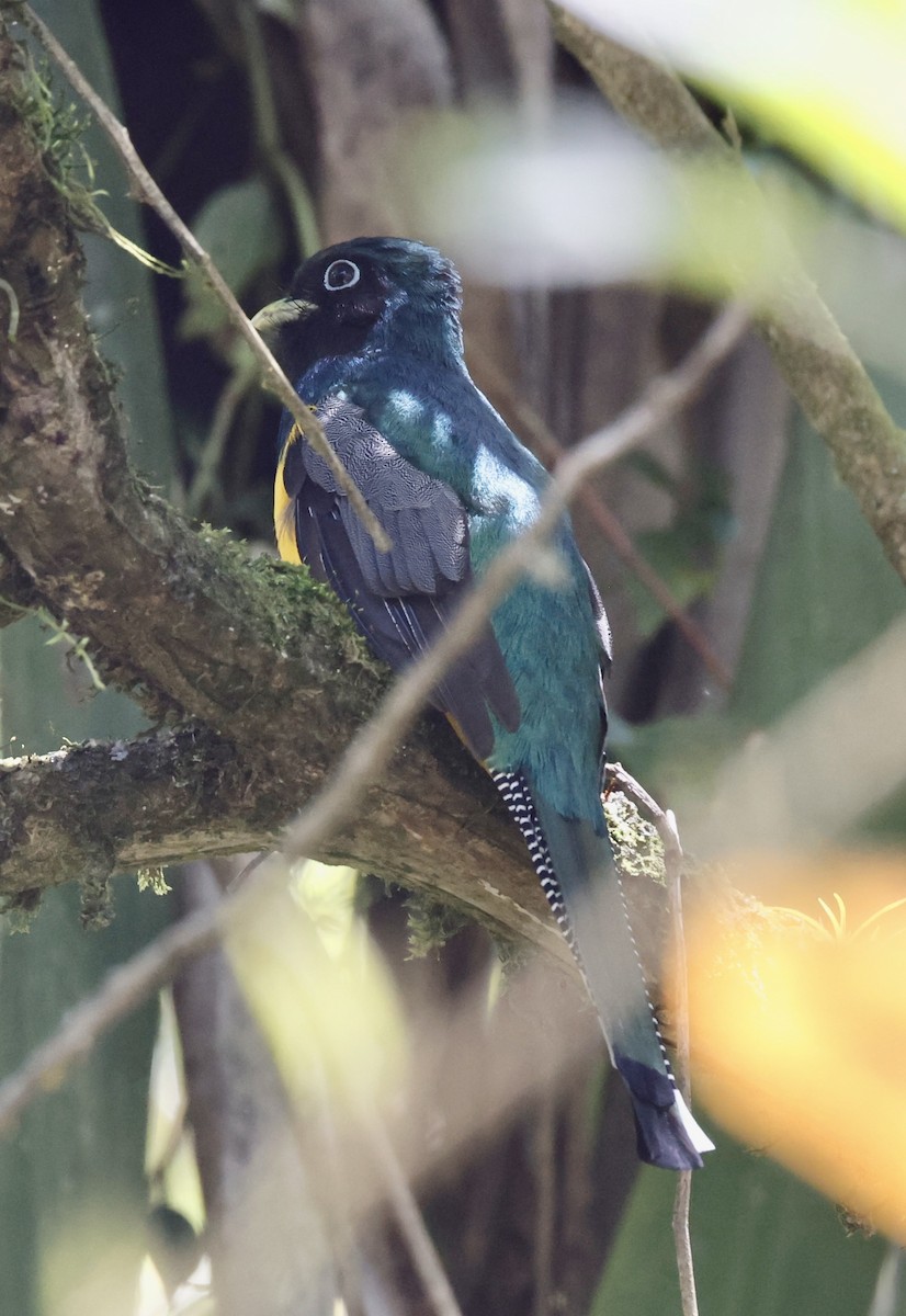 Atlantic Black-throated Trogon - ML644469378