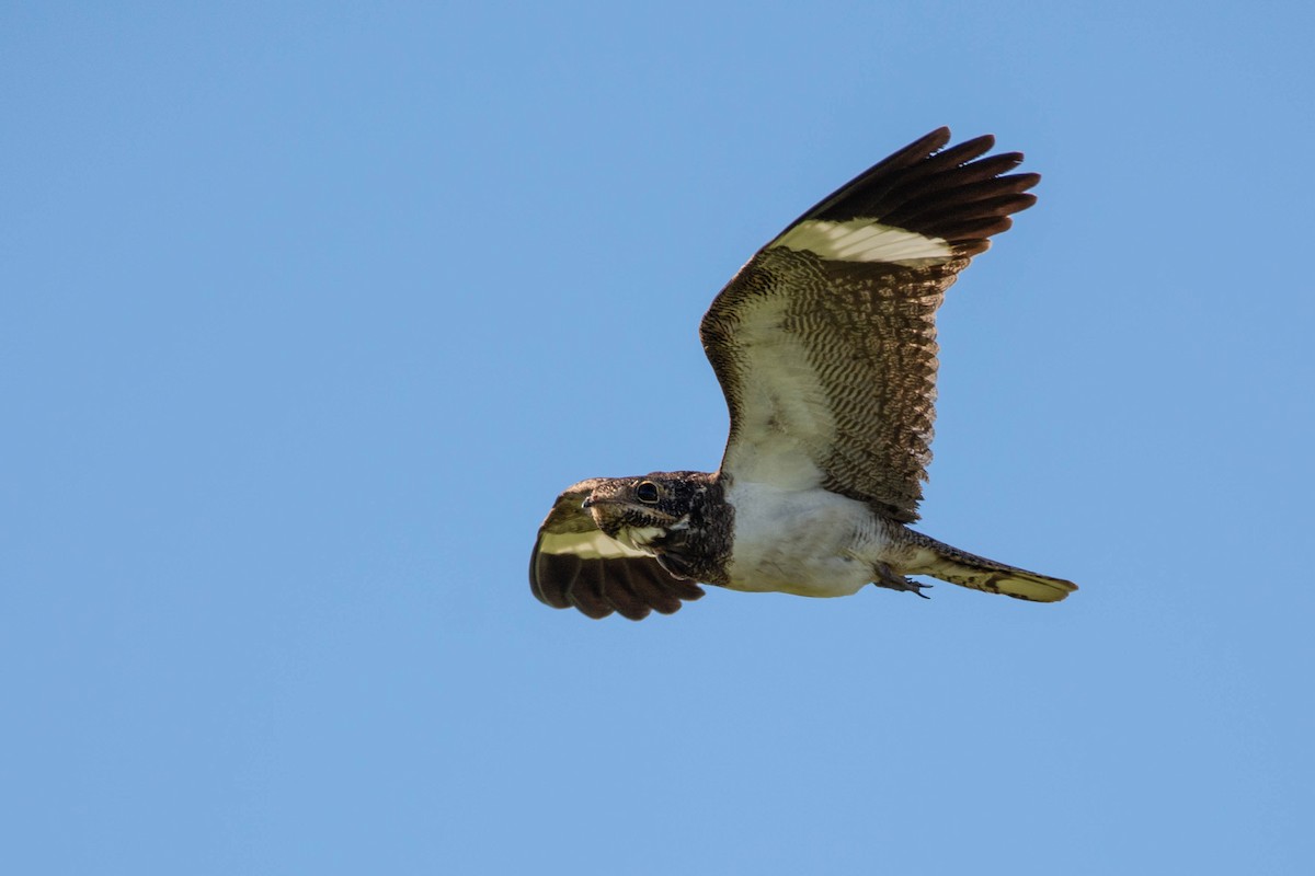 Nacunda Nighthawk - ML644469379