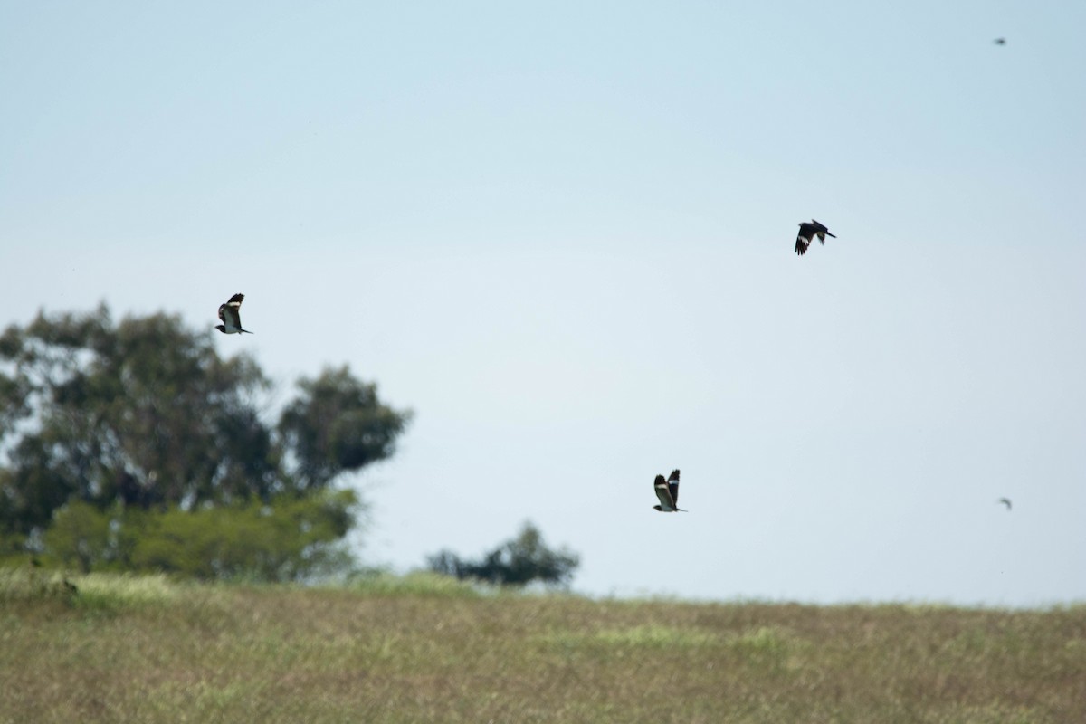 Nacunda Nighthawk - ML644469385