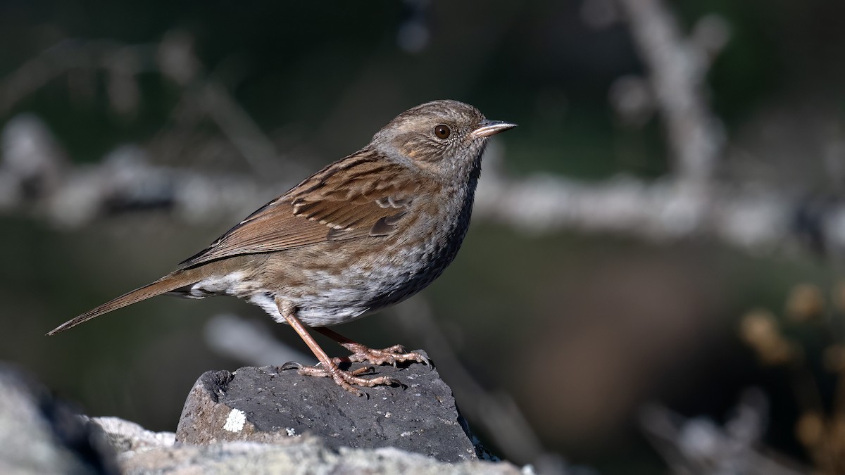 jernspurv - ML644469387