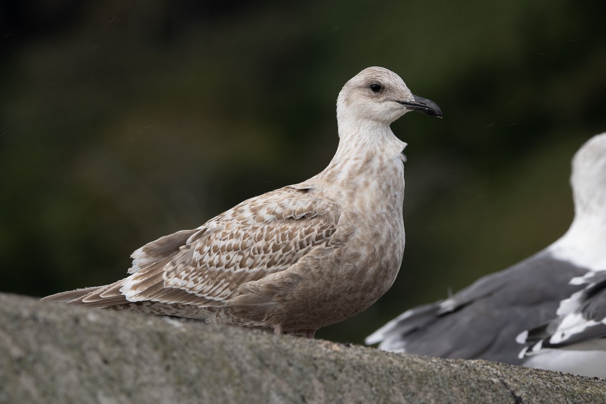 Slaty-backed Gull - ML644469393
