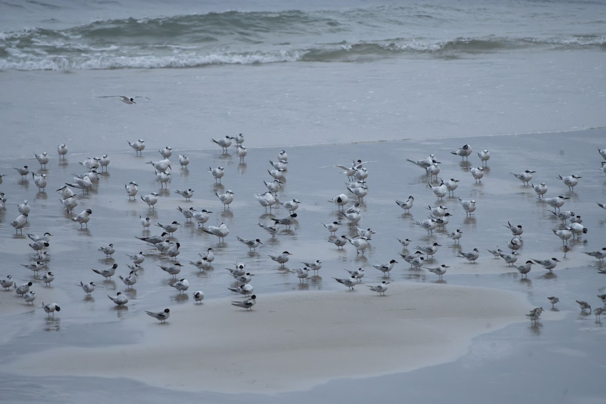 Charrán Común - ML644469401