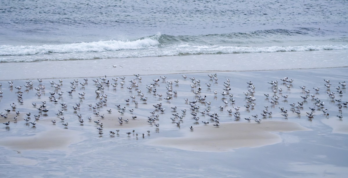 Charrán Común - ML644469403