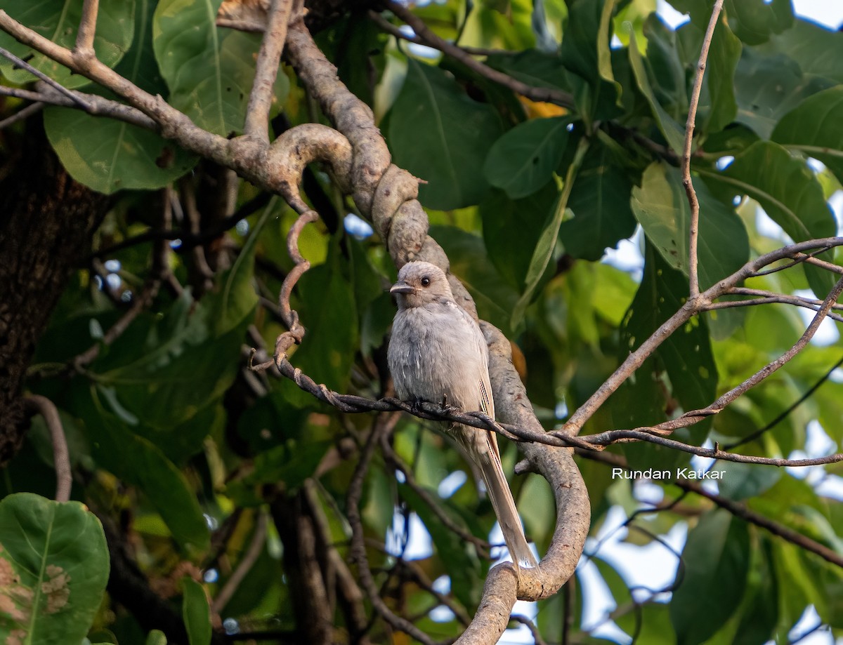 Black Drongo - ML644469404