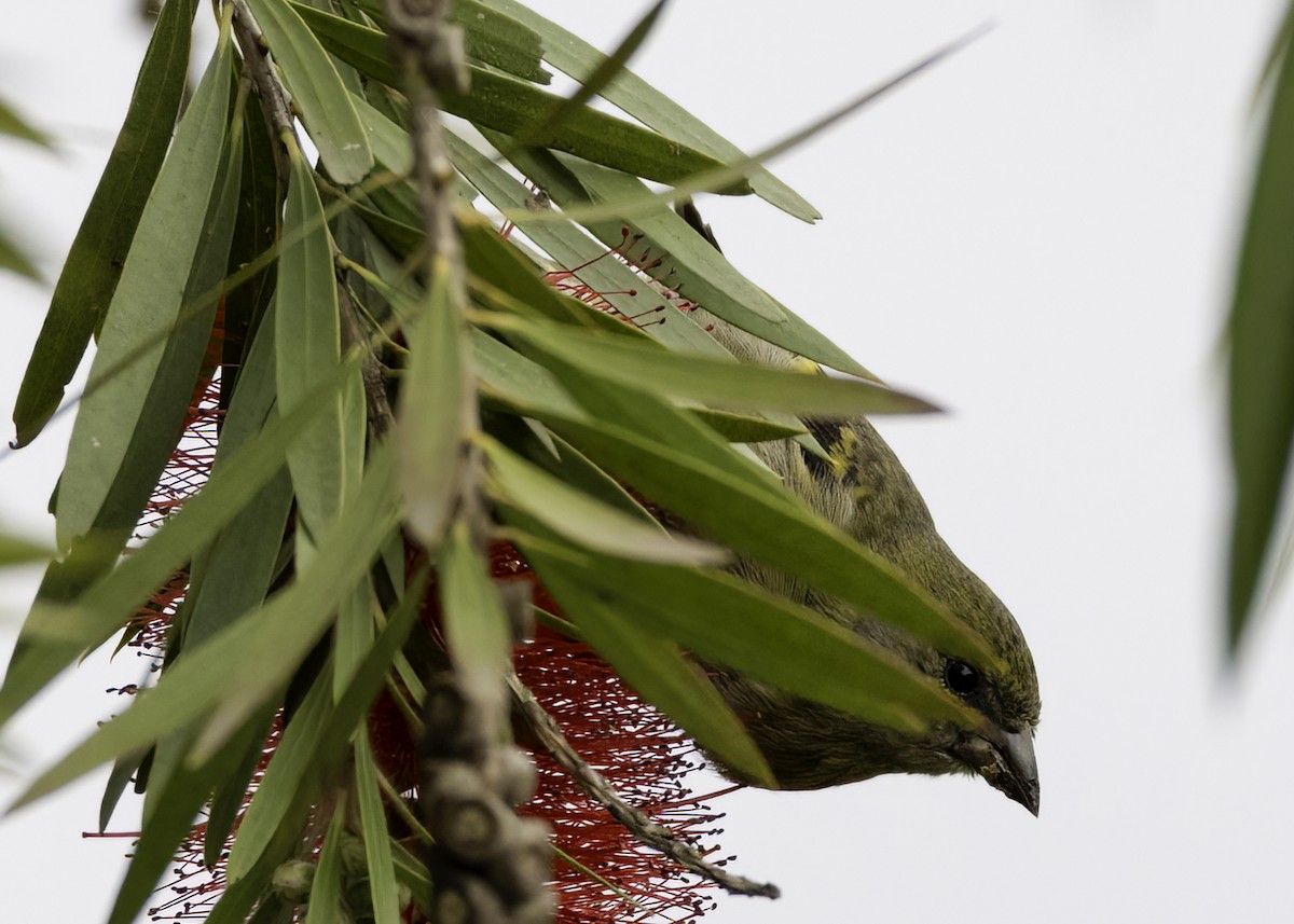 čížek jihoamerický - ML644469408