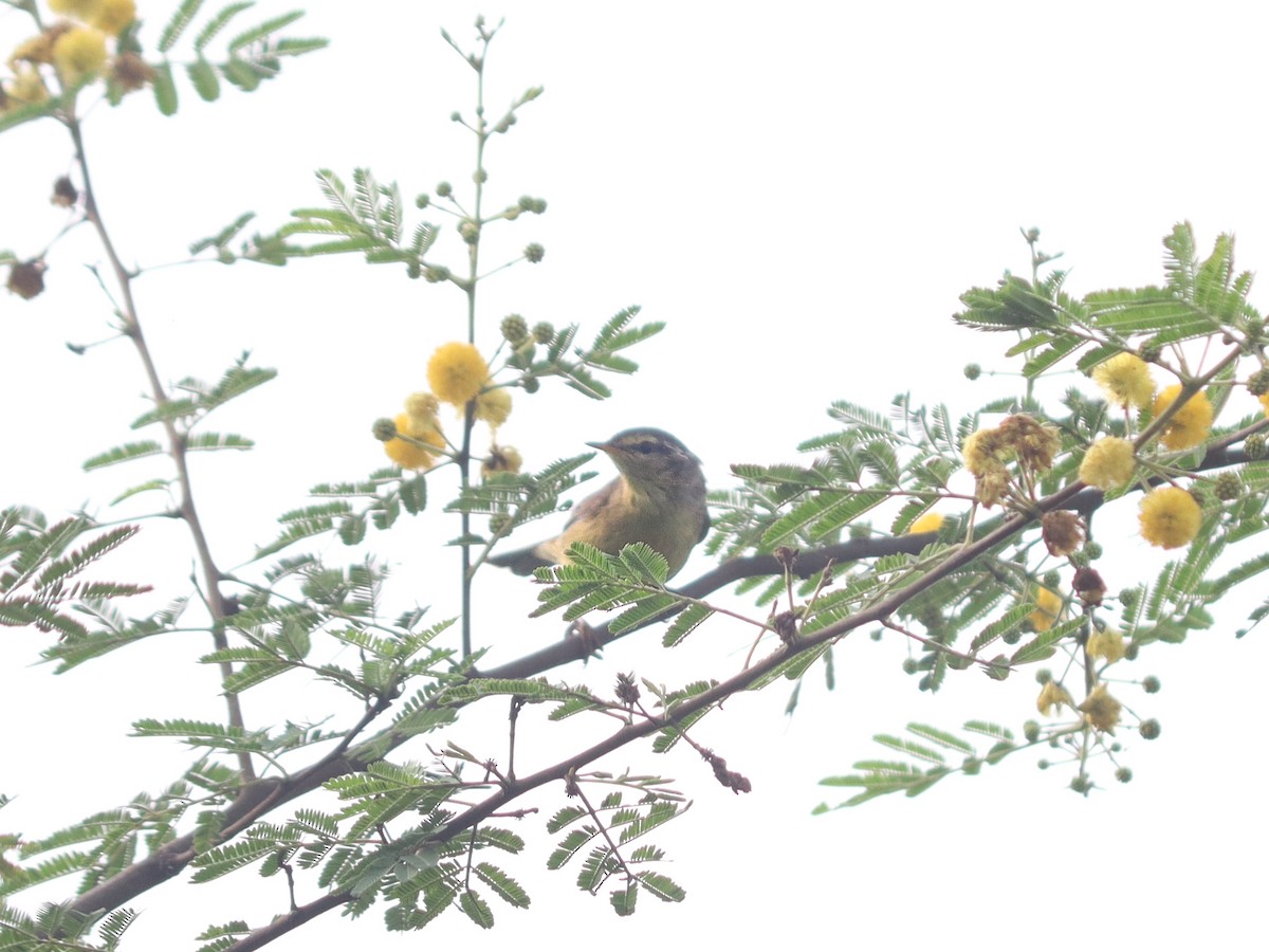 Tickell Çıvgını - ML644469409